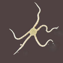 Albino Harlequin Star