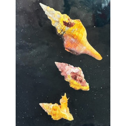 Horse Conch Snail