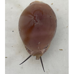 Deer Cowrie Snail