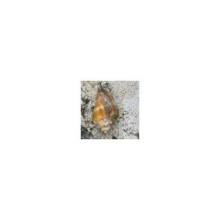 Fighting Conch Snail