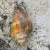 Fighting Conch Snail