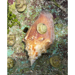 Fighting Conch Snail
