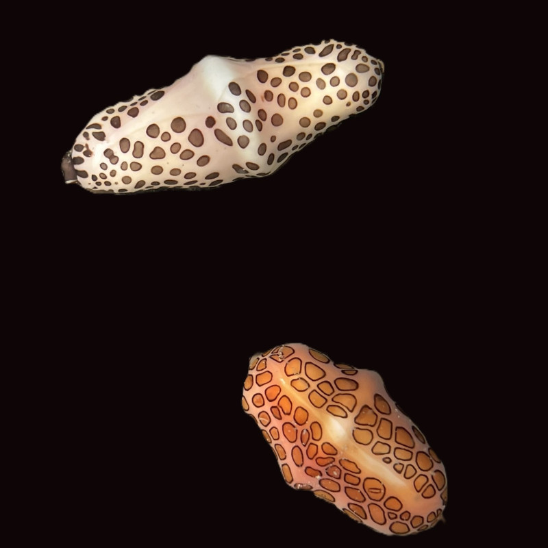 Flamingo Tongue Snail