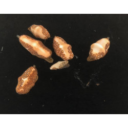 Flamingo Tongue Snail