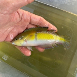 Yellowhead Wrasse