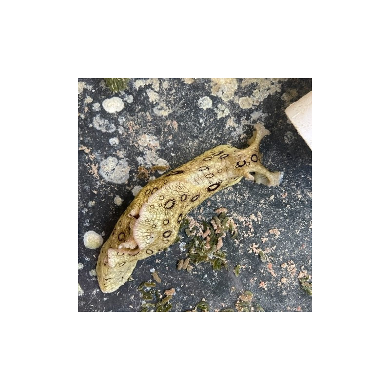 Spotted Sea Hare