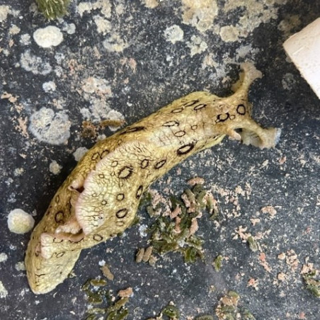 Spotted Sea Hare