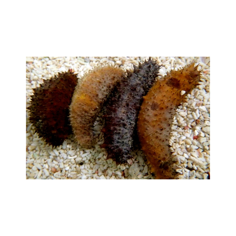 Sea Cucumber
