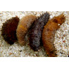 Sea Cucumber
