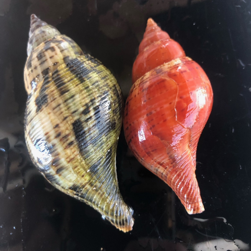 Tulip Conch Snail