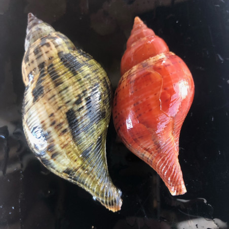 Tulip Conch Snail