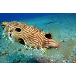 Striped Burrfish