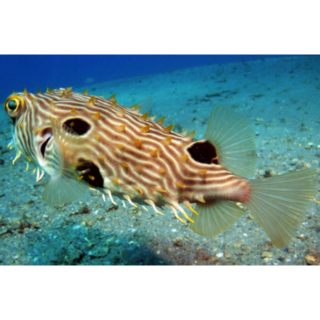 Striped Burrfish