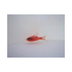 Flame Cardinalfish