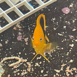 Rock Beauty Angelfish