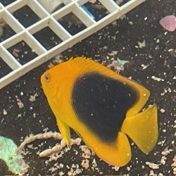 Rock Beauty Angelfish