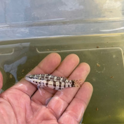 Harlequin Basslet