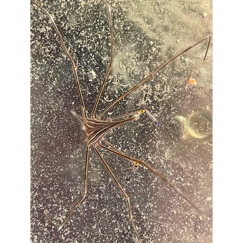Arrow Crab 