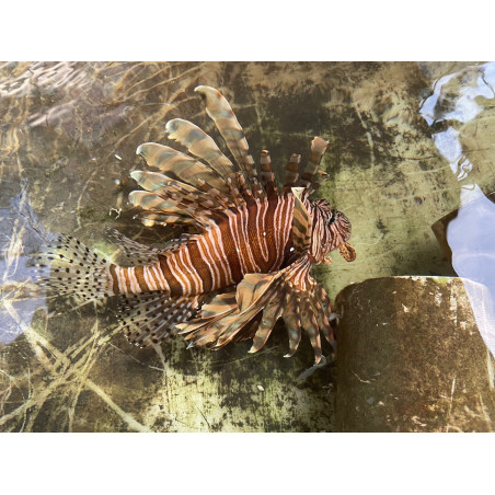 Lionfish