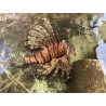 Lionfish