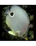 Butterflyfishes