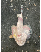 Other fish