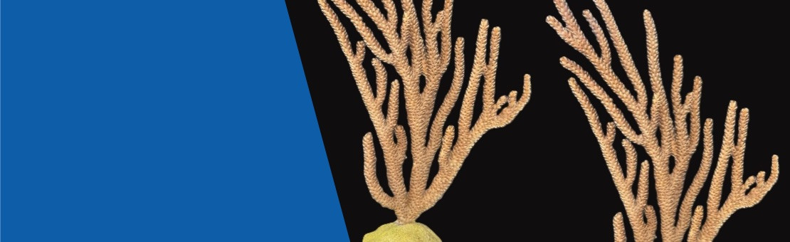 Propagated Gorgonians