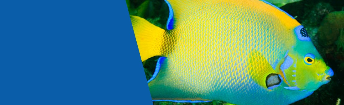 Magestic Queen Angelfish