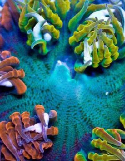 Ultra Flower Anemone Close-Up