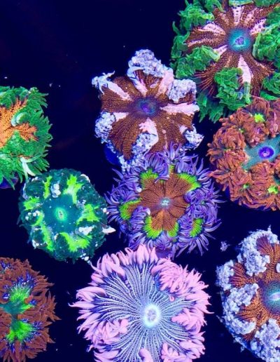 Ultra Flower Anemones