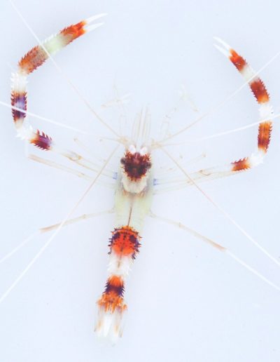 Red Banded Coral Shrimp