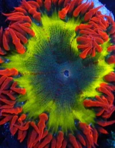 Ultra Flower Anemone