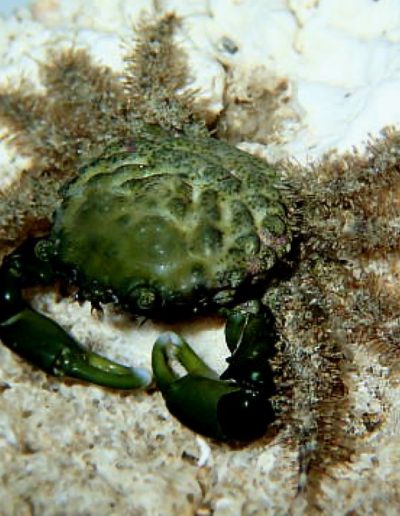 Emerald Crab