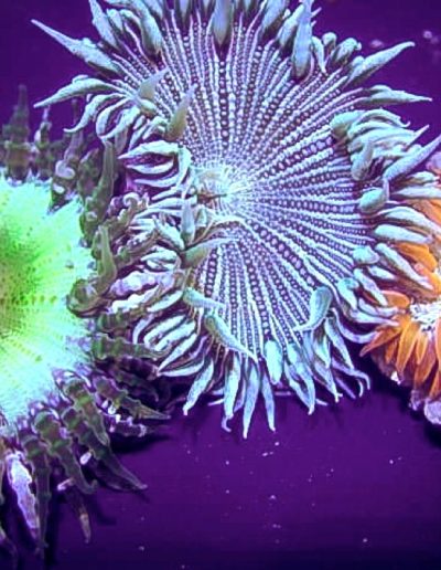 Flower Anemones