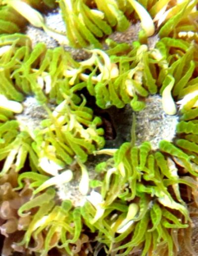 Green Flower Anemone