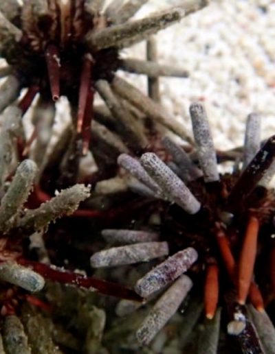 Pencil Urchin