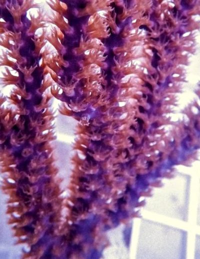 Purple Knobby