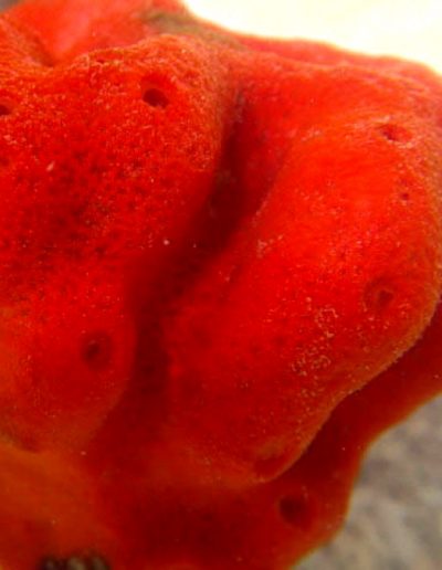 Red Ball Sponge