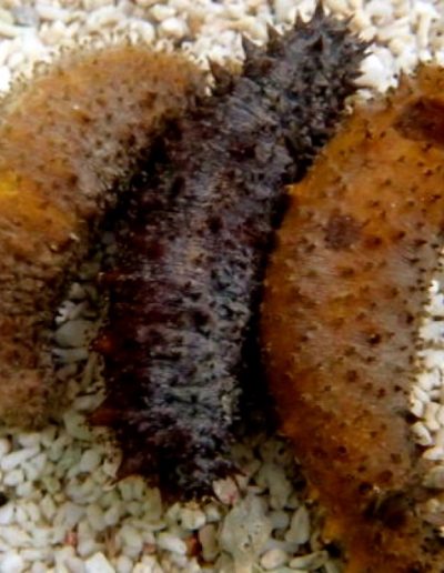 Sand Cucumber
