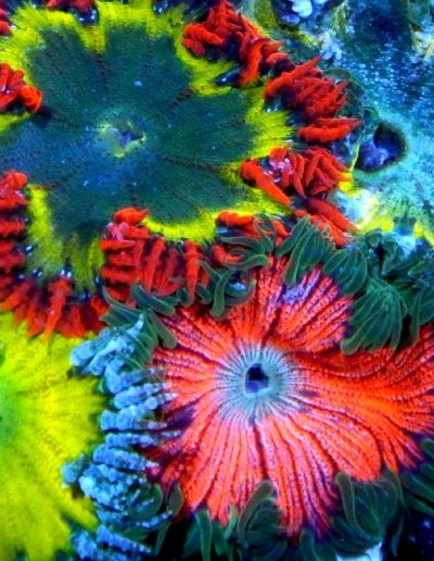 Ultra Flower Anemones