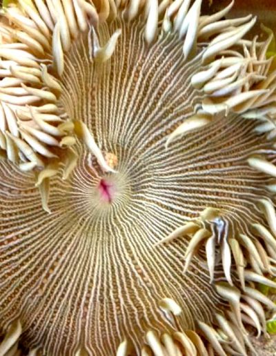 Zebra Flower Anemone