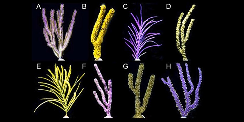 Eco-Friendly Propagated Gorgonians
