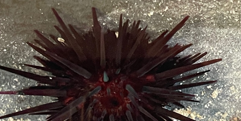 Sea Urchin